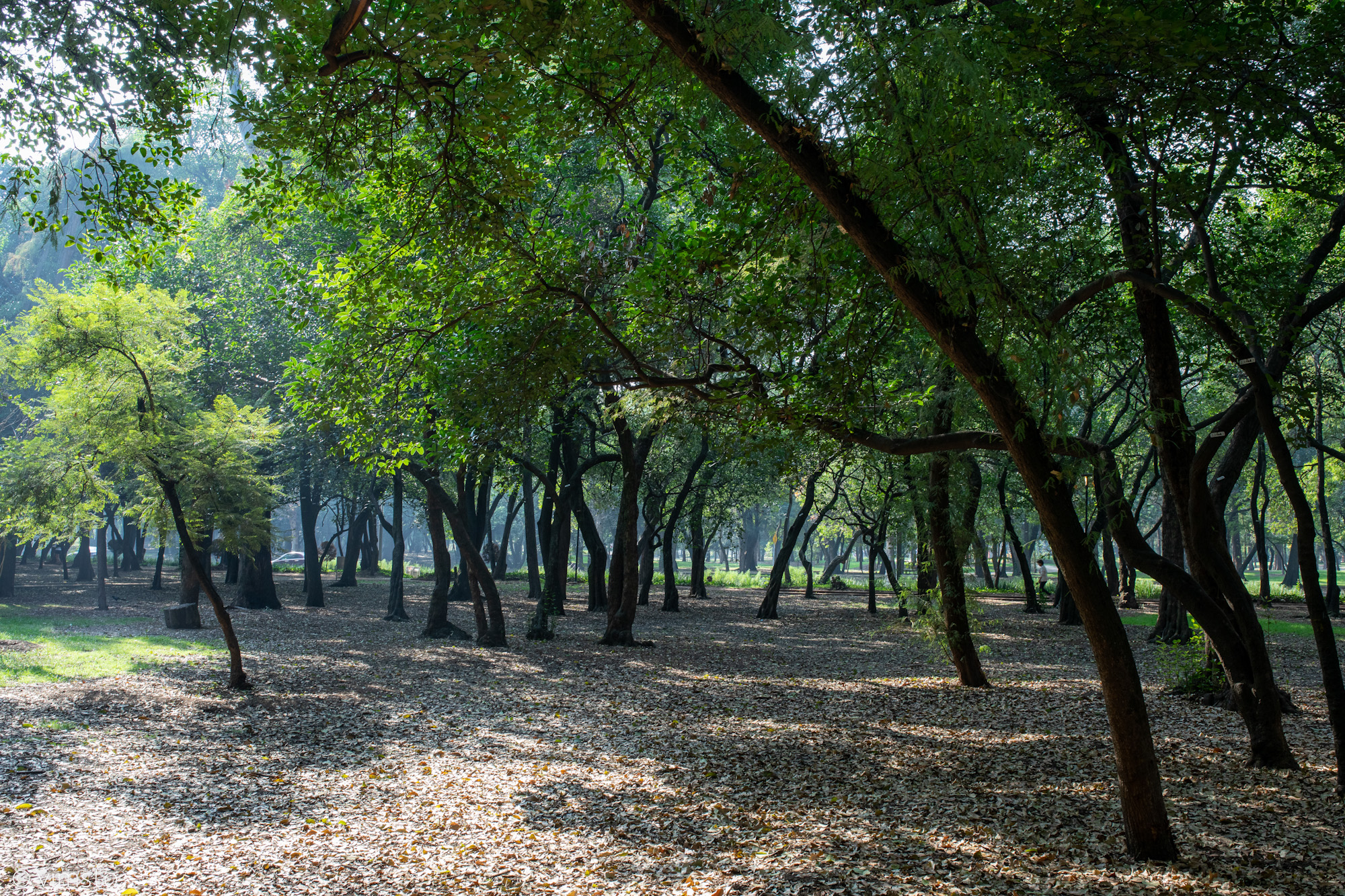 Parque Gandhi en la CDMX